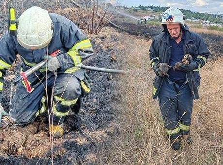 Yalova’da alevlerin arasında kalan kaplumbağalar kurtarıldı