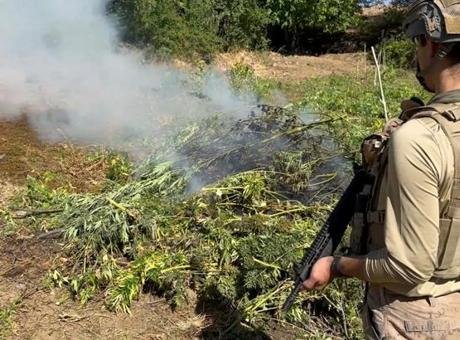 Diyarbakır’da 217 bin 608 kök kenevir ve skunk ele geçirildi