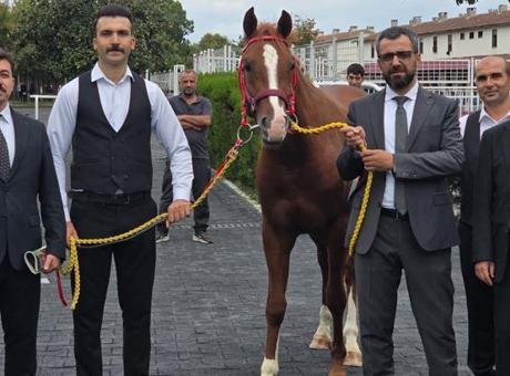 13 safkan Arap elit tay için dudak uçuklatan rakam: 51 milyon 600 bin liraya satıldılar