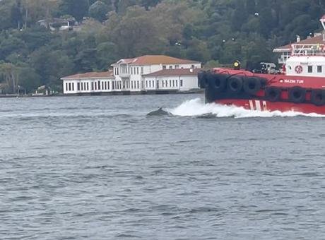 İstanbul Boğazı’nda büyük sürpriz! Kıyıdan kaydettiler