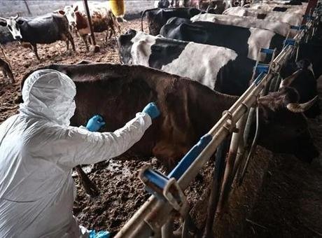 Afrika’daki salgın, ülkelerin et ihracatını durduruyor