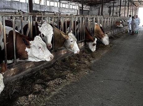 Şap alarmı! Vakalar artış gösterince kentte hayvan pazarı kapatıldı