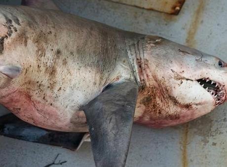 Ağı çektiklerinde inanamadılar!‘ ‘Kum kaplanı’ cinsi köpek balığı yakaladılar