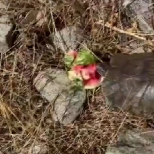 Tunceli’de içleri ısıtan görüntü: Su bulamayınca susayan kaplumbağaya karpuz ikram etti