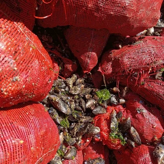 Bursa’da 8 ton midye ele geçirildi: Hepsi imha edildi