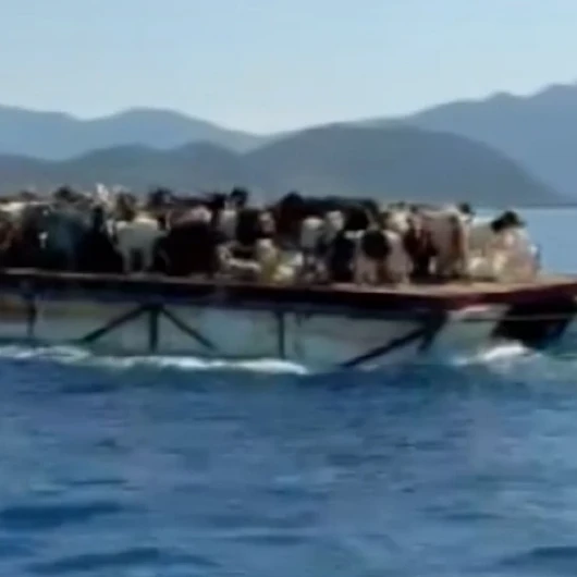 Muğla’da besiciler asırlık ‘kışlak’ geleneğiyle hayvanlarını teknenin üzerinde taşıyor