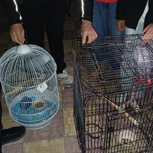 Ekipler baskın yaptı: Afrika gri papağanı satışına 30 bin lira ceza kesildi