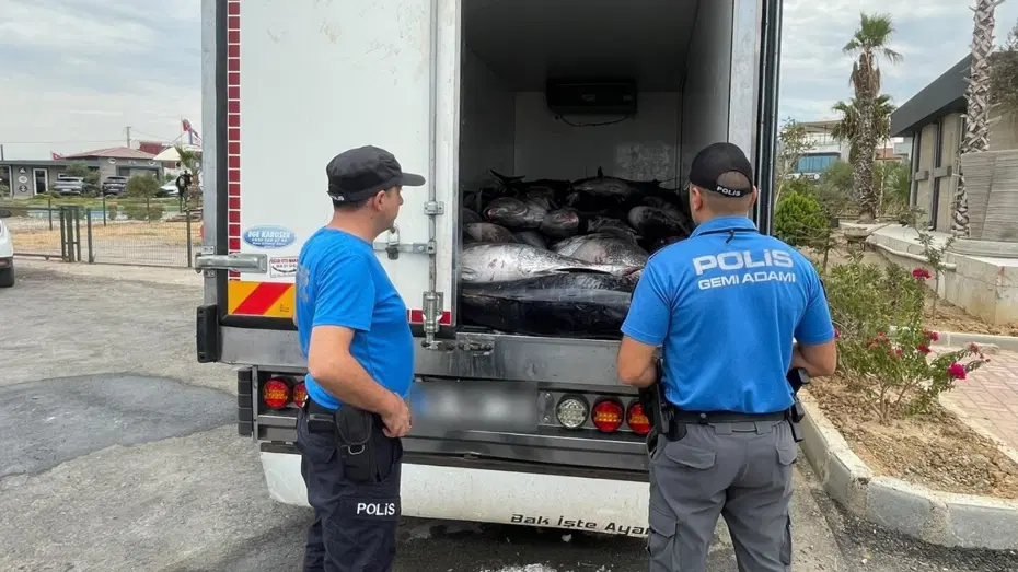 İzmir’de iki araçta kaçak avlanan 3 ton orkinos ele geçirildi