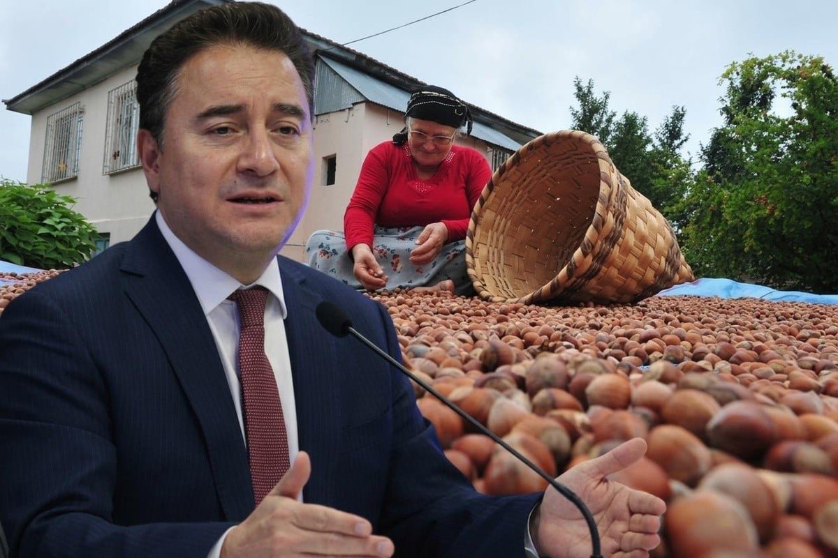Ali Babacan’dan Kocaali’de fındık üreticisine ziyaret! Maliyetler ve taban fiyat detayları masaya yatırıldı!