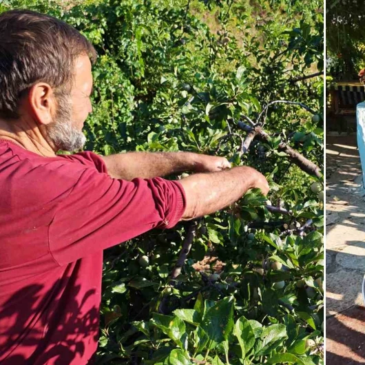 Manisa’da 138 yıllık lezzette hasat başladı: Yeşilken toplanıyor, güneşte kurutuluyor