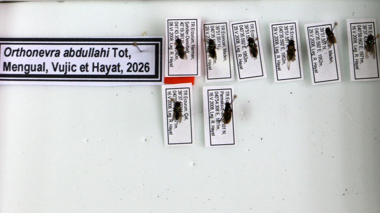Keşfettiği çiçek sineği türüne 1998’de kaybettiği oğlunun adını verdi