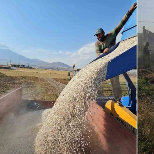 Tarladan sofraya uzanan bereket: Bitlis’te hasat başladı, üreticinin yüzü güldü