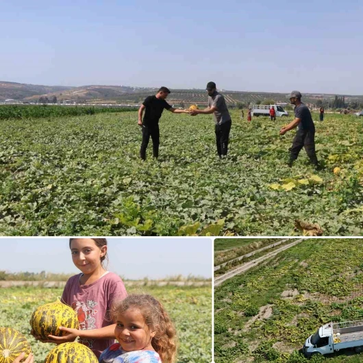 40 derece sıcakta ekmek mücadelesi: Hatay’da hasat yüz güldürdü, 80 ton verim aldı