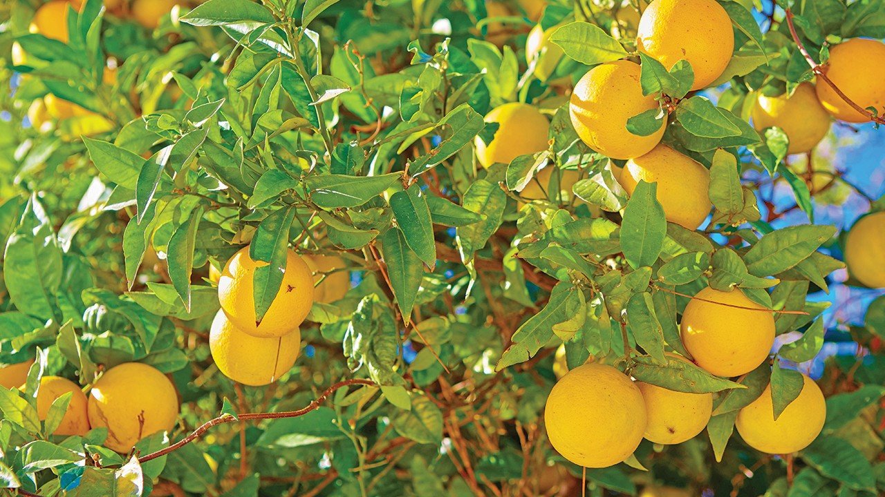 Rusya yolu kapanınca limon hasadı yavaşladı