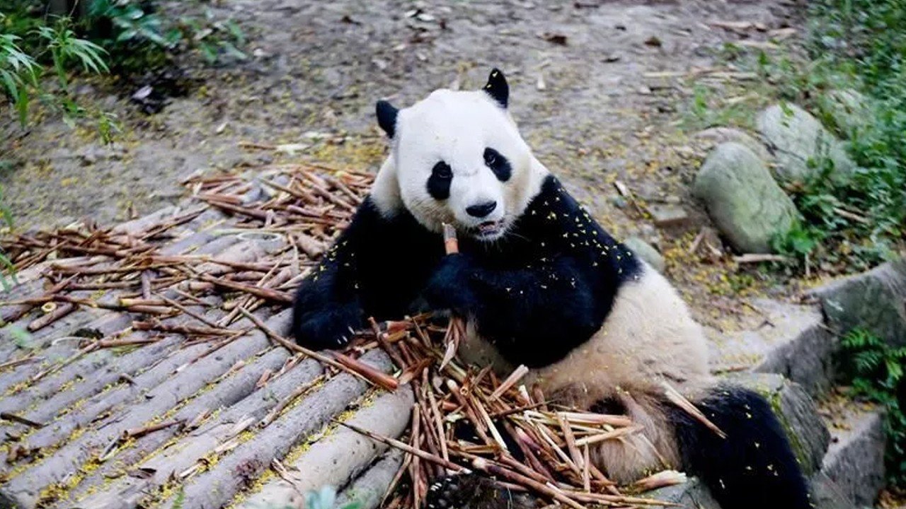 Şi’den ABD’ye ‘dostluk’ hediyesi: İki panda yolda