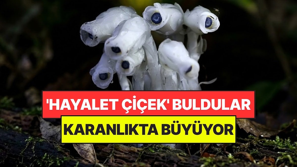 Ormanın Derinliklerinde 'Hayalet Çiçek' Buldular: Güneşe İhtiyaç Duymuyor