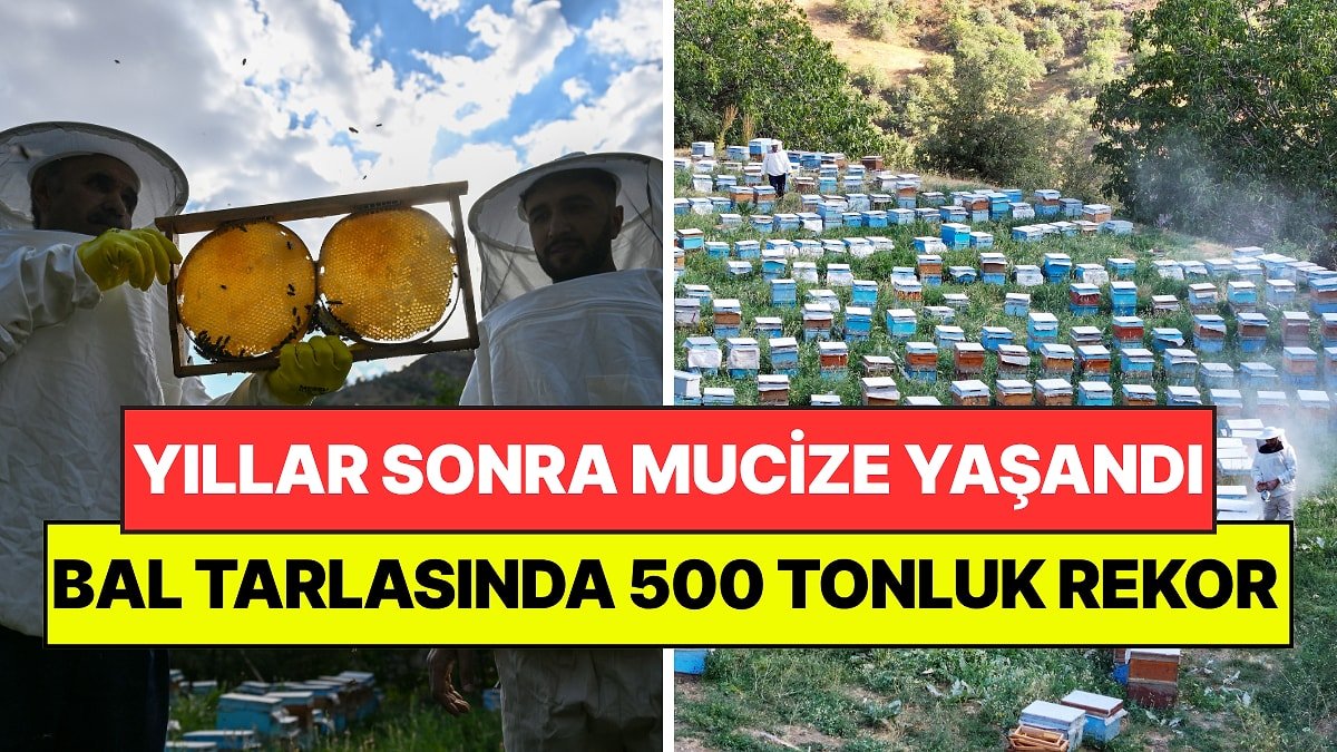 Yıllar Sonra İlk Kez Mucizeyi Yaşandılar: Hasatta 500 Tonluk Rekor Bekleniyor