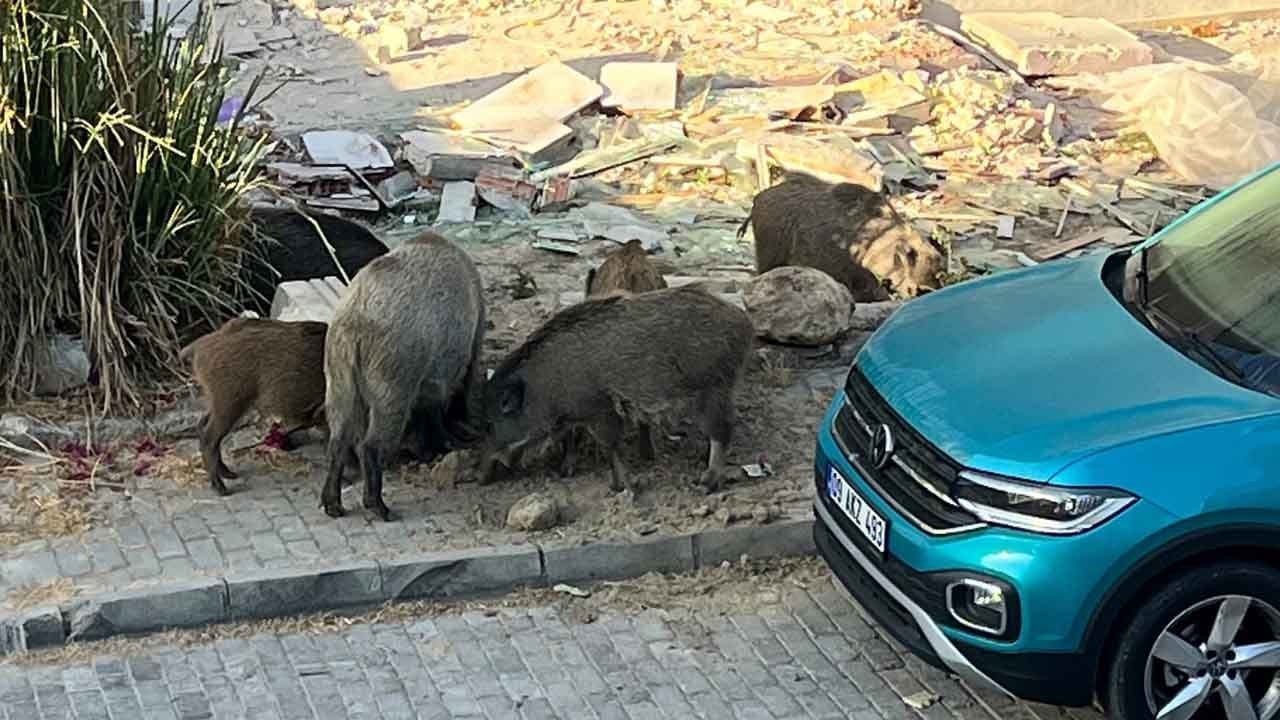 Sokakları domuzlar bastı: Kuşadası’nda tedirgin eden görüntü!