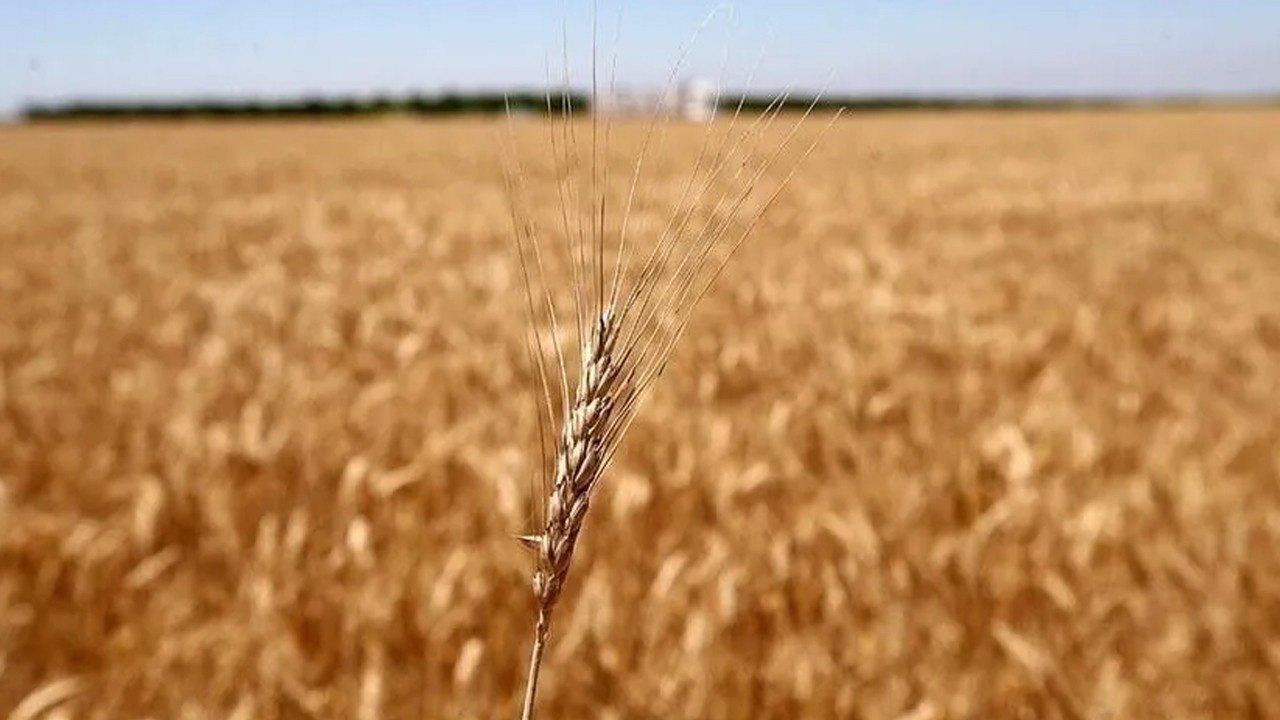 Yem fiyatları mayıs ayı seviyesine geri döndü