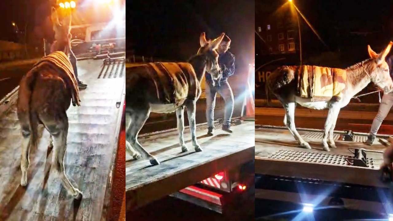 Protokol Yolu’na çıkan eşek yediemine çekildi