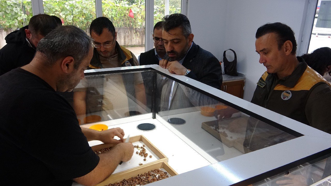 Fındıkta fiyat farkı açıldı: Üretici TMO’ya yöneldi