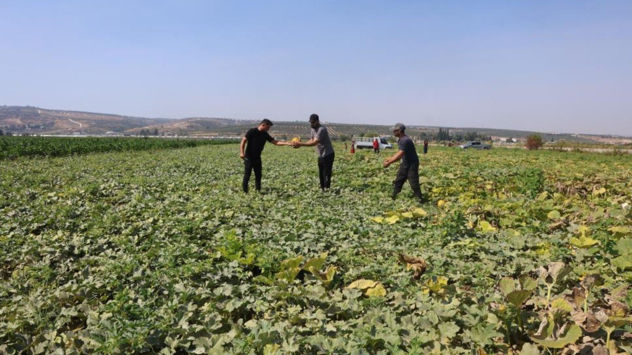 Tarlada 10 TL, manavda 40 TL: Üretici hasattan memnun fiyattan dertli