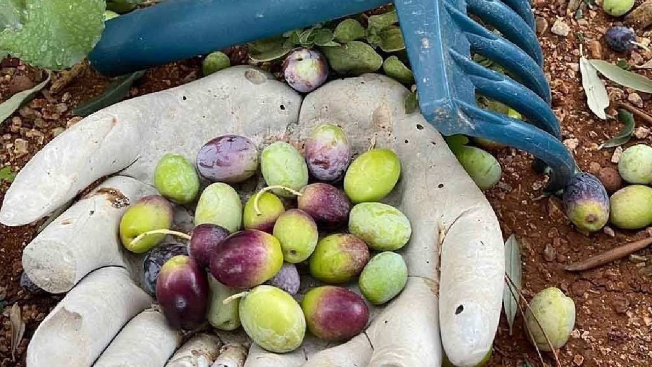 Zeytinde maliyet çıkmazı: Satış fiyatını bile aşıyor