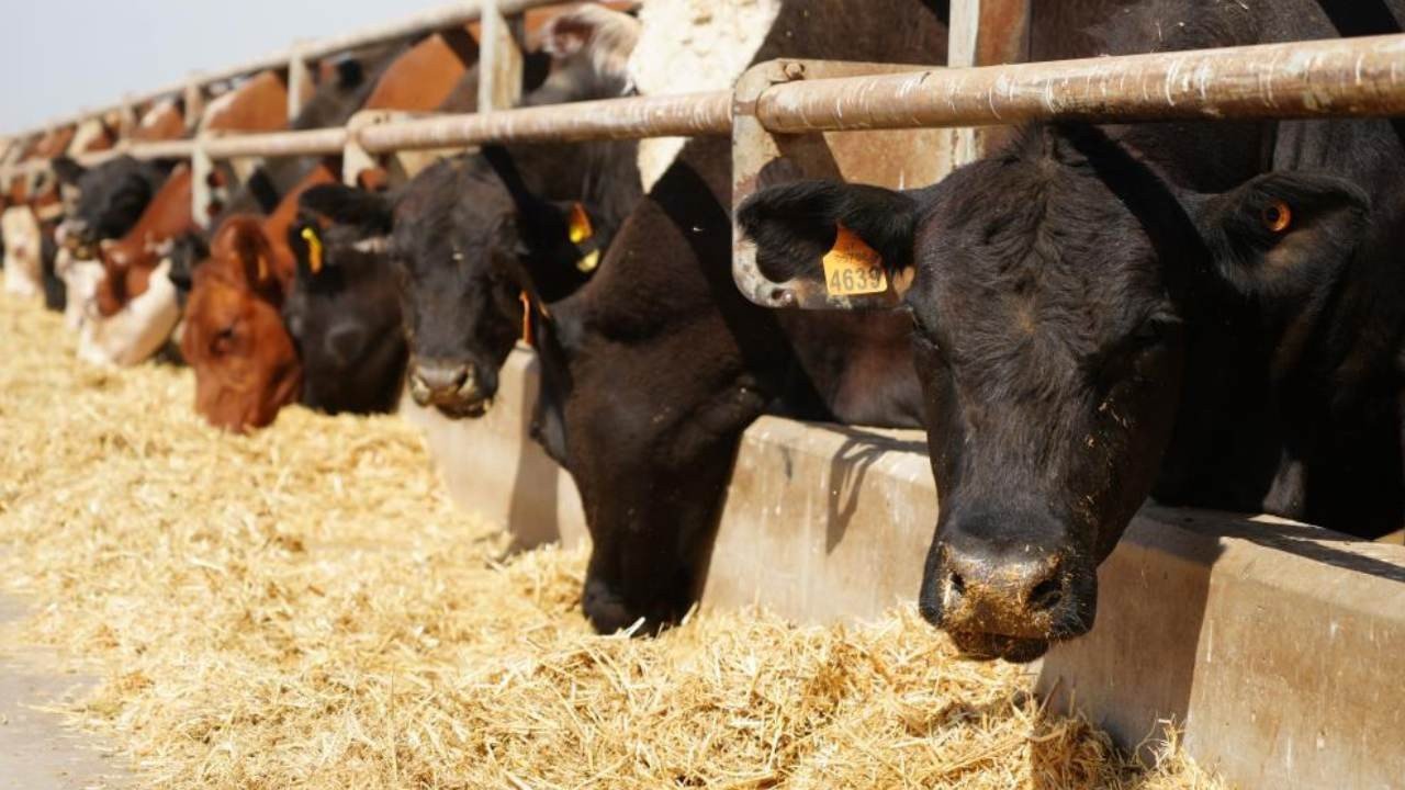 12 bin 680 hayvan üreticiyle buluştu: Destek 2028’e kadar sürecek