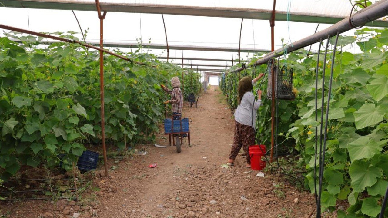 Tarlada 30 lira, markette 60 liraya çıkıyor: Hasadı tek tek yapılıyor