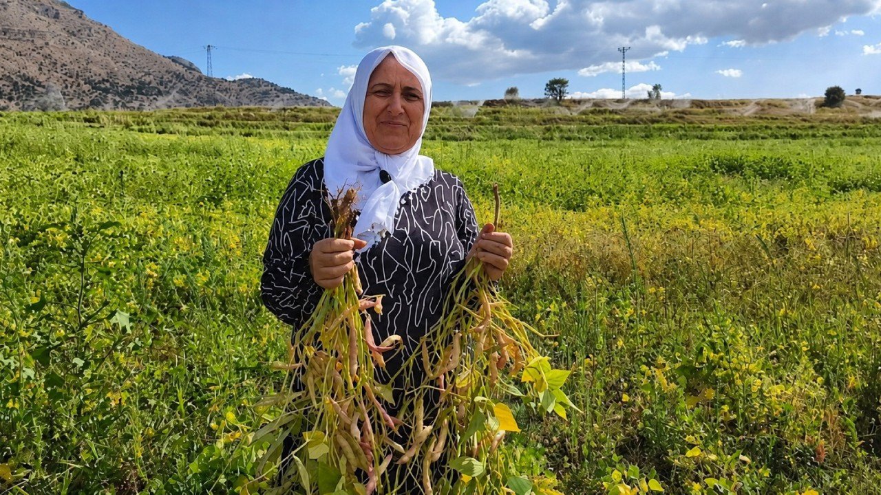 Tarlada kilosu 125 TL: Coğrafi işaretli üründe hasat başladı