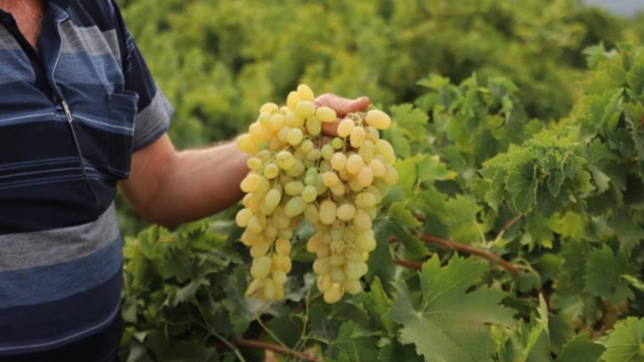 Bağlarda hasat başladı: Tarlada 20 TL, markette 80 TL’ye kadar çıkıyor