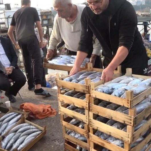Şile’de palamut bolluğu: Kasası 600 liradan satıldı