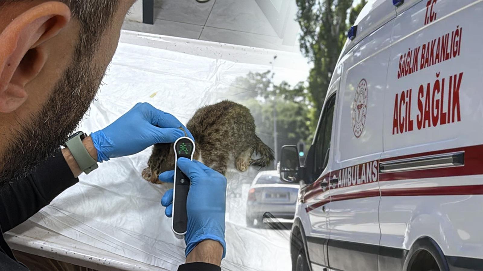 5 bin kişi hastanelik olmuştu: Korkutan ‘evcil hayvan’ detayı