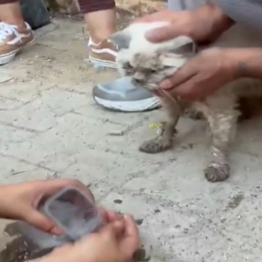 Maltepe’deki enkazdan saatler sonra kedi sağ çıkarıldı