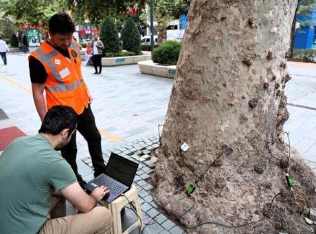 Kocaeli’de 600 anıt ağaç için özel inceleme! Dışarıdan görünmeyen hasarlar akustik tomografiyle tespit edilecek
