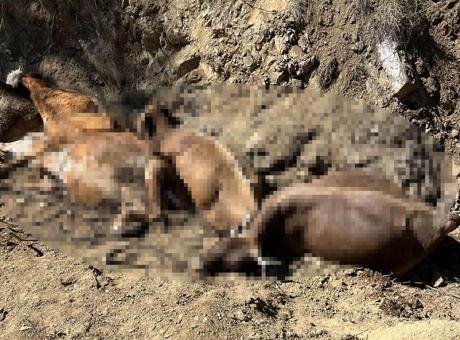 Sivas’ta dere yatağında feci olay! 30 büyükbaş hayvandan 16’sı düşerek telef oldu