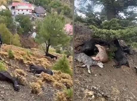 Kahramanmaraş’ta sürüye yıldırım düştü: 20 keçi telef oldu
