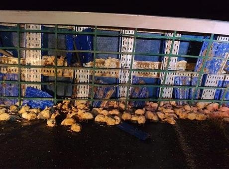 Tavuk yüklü tır kara yoluna devrildi: Çok sayıda tavuk telef oldu!