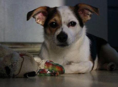Viyana’da yeni temizlik kuralı: Köpekler artık yerlerini işaretleyemeyecek
