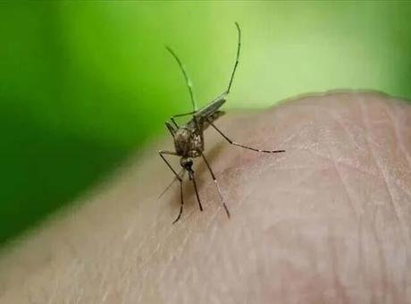 Sıcaklıklar düştü, vakalar bitmedi: Yunanistan’da Batı Nil Virüsü krizi