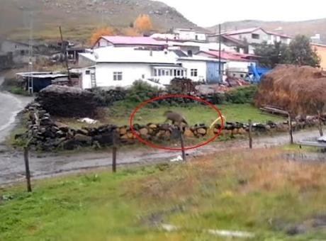 Korku dolu anlar: Gündüz vakti köye indi! Dev bozayı sokaklarda böyle dolaştı