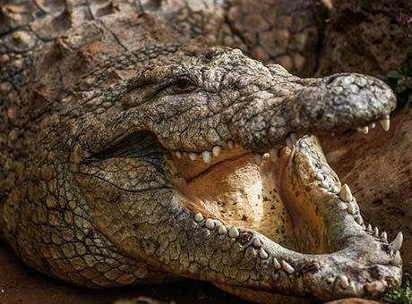 Gölet kenarında dehşet! Timsah balık tutan kişiye saldırıp suya çekti