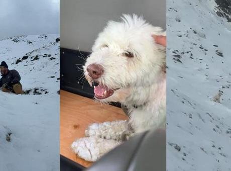 Zamanla yarıştılar: Çığın altında kalan köpek 2 gün sonra kurtarıldı