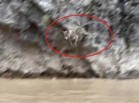 Görüntüler Türkiye’den! Vahşi doğa belgesellerini aratmadı: İşte kurtlarla yaban keçilerinin amansız mücadelesi