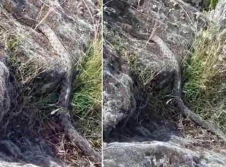 Aksaray’da göl kenarında yürüyüş yaparken 3 metre yılanla karşılaştı