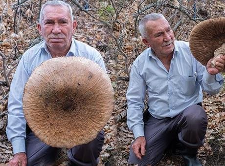 Ormanda görünce şaştı kaldı! Dev şemsiye mantarının boyu 40 santimetreye yaklaştı, sepete sığmadı