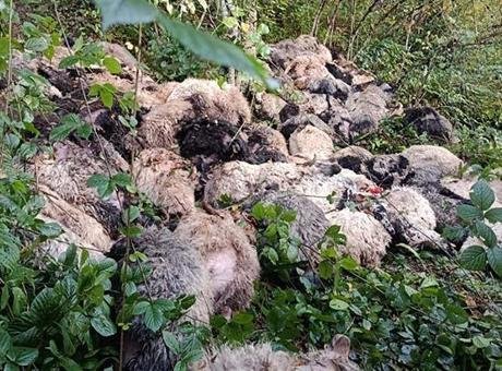 Trabzon Maçka’da ayı saldırısı! Uçuruma düşen onlarca koyun telef oldu