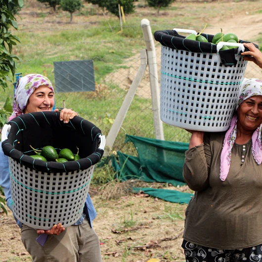 Her ağaçtan 80 kilo çıkıyor: Adana’da hasat başladı, bir kilosu 110 liraya düşünce kapış kapış gitti