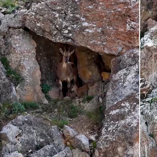 Erzincan’da nefes kesen görüntü: Yaban keçileri böyle görüntülendi