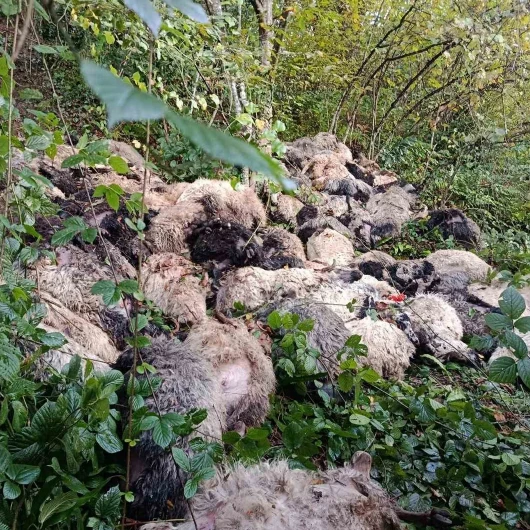 Trabzon’da sürü uçurumdan yuvarlandı: 184 koyun telef oldu